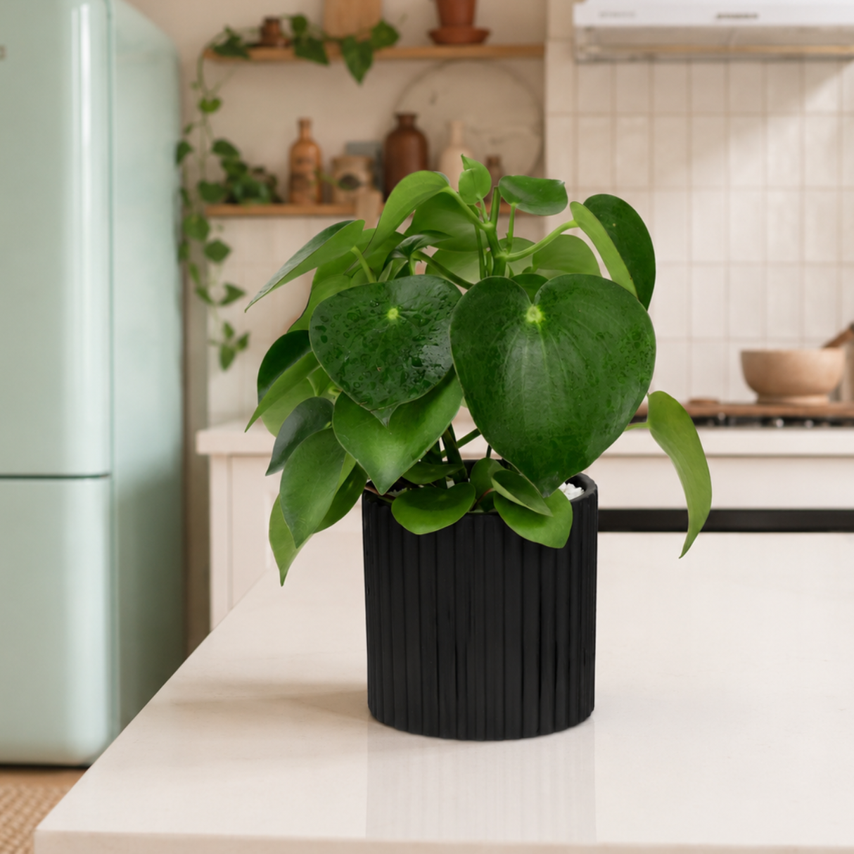Peperomia Polybotrya (Raindrop Peperomia) in Ceramic Pot