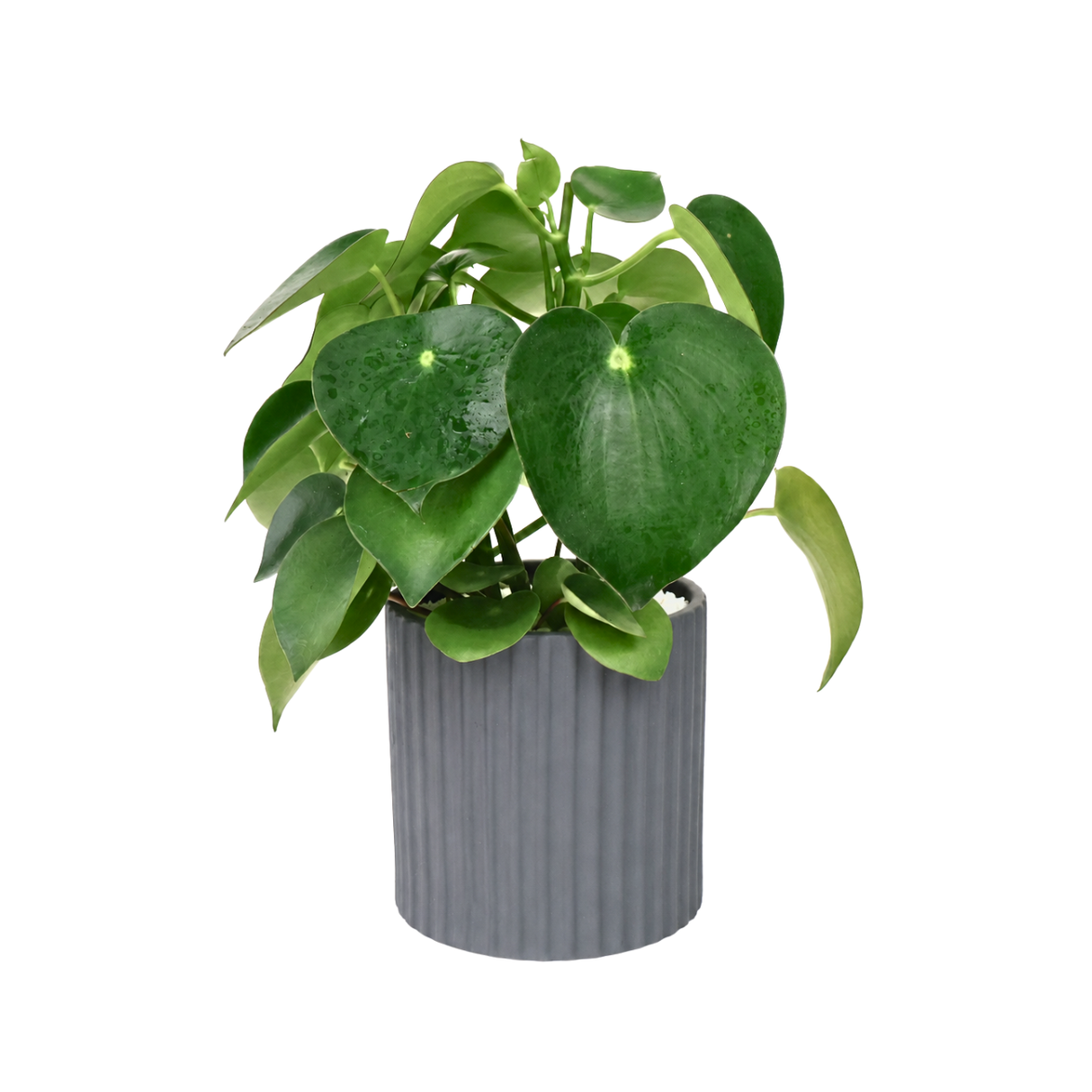 Peperomia Polybotrya (Raindrop Peperomia) in Ceramic Pot