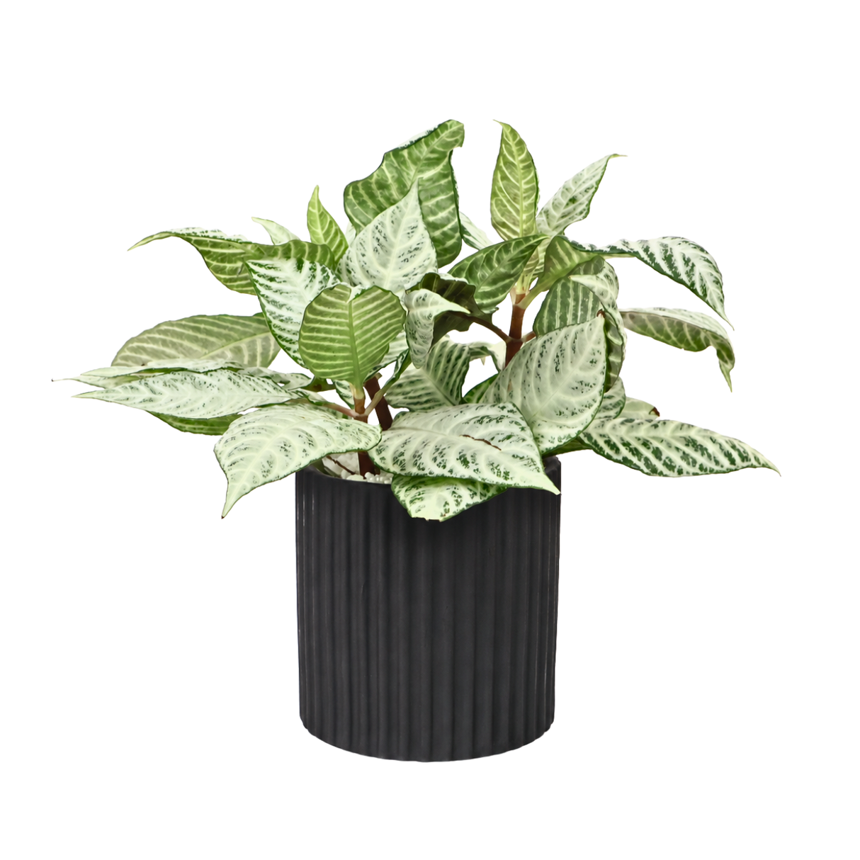 Aglaonema ‘Silver Queen’ (Chinese Evergreen) in Ceramic Pot