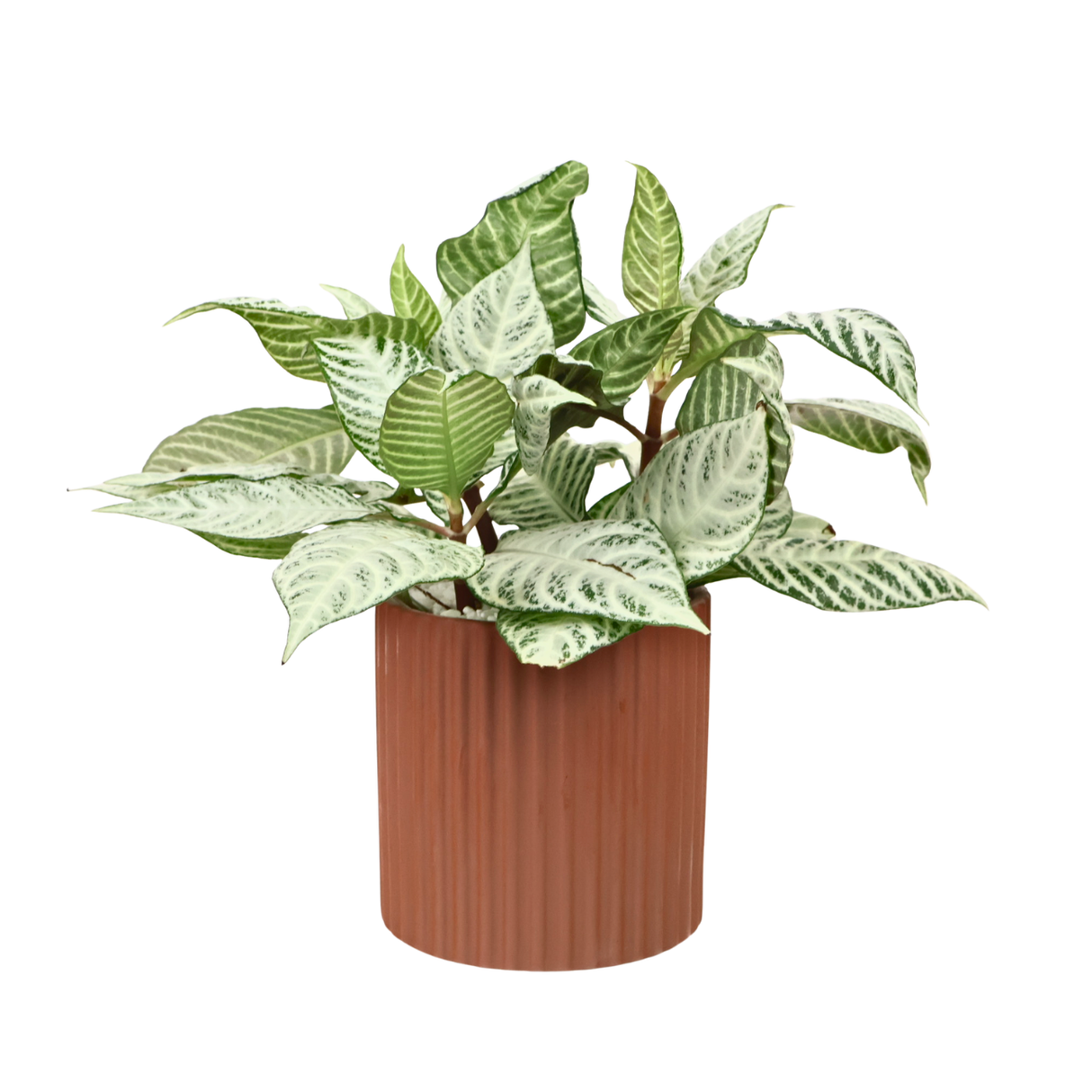 Aglaonema ‘Silver Queen’ (Chinese Evergreen) in Ceramic Pot