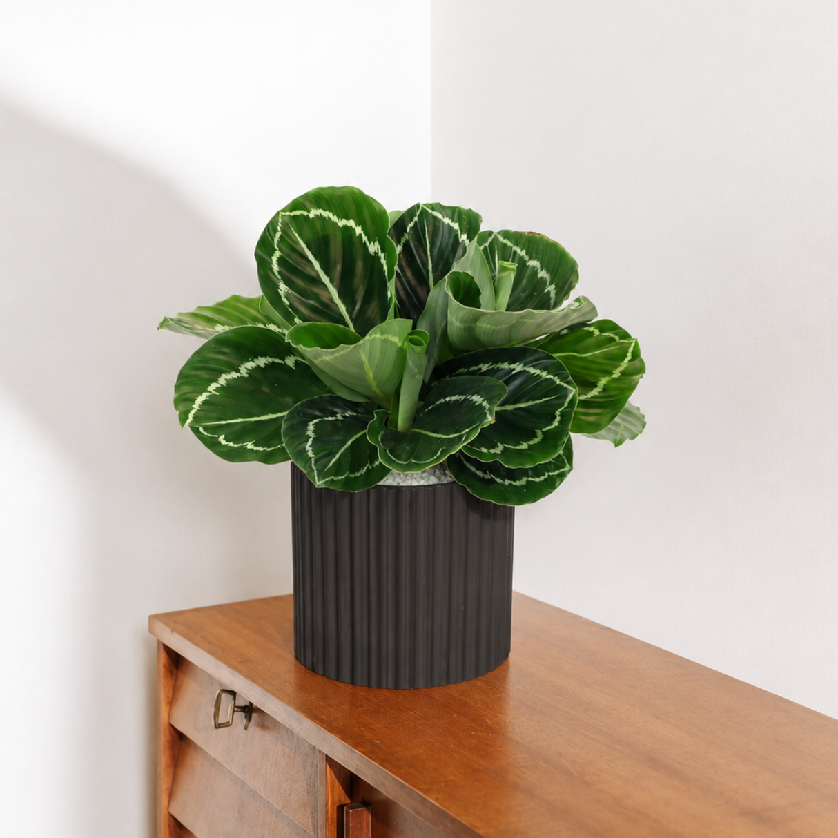 Calathea Roseopicta (Rose-Painted Calathea) in Ceramic Pot