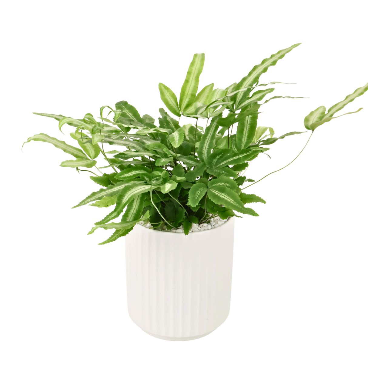 Pteris (Silver Ribbon Fern) in Ceramic Pot