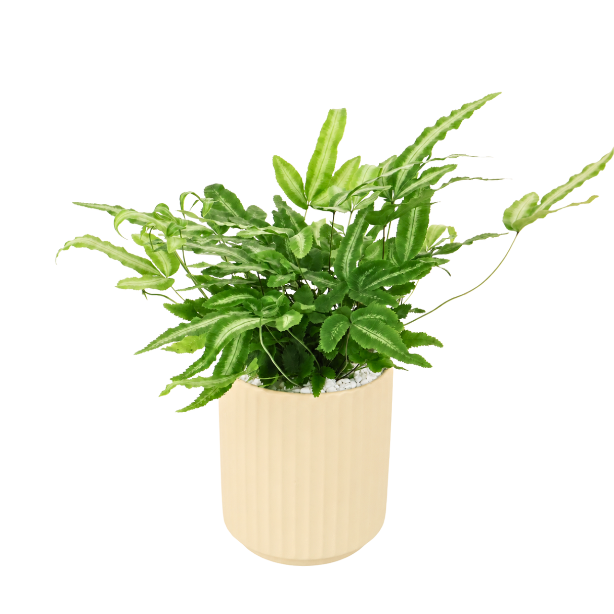 Pteris (Silver Ribbon Fern) in Ceramic Pot