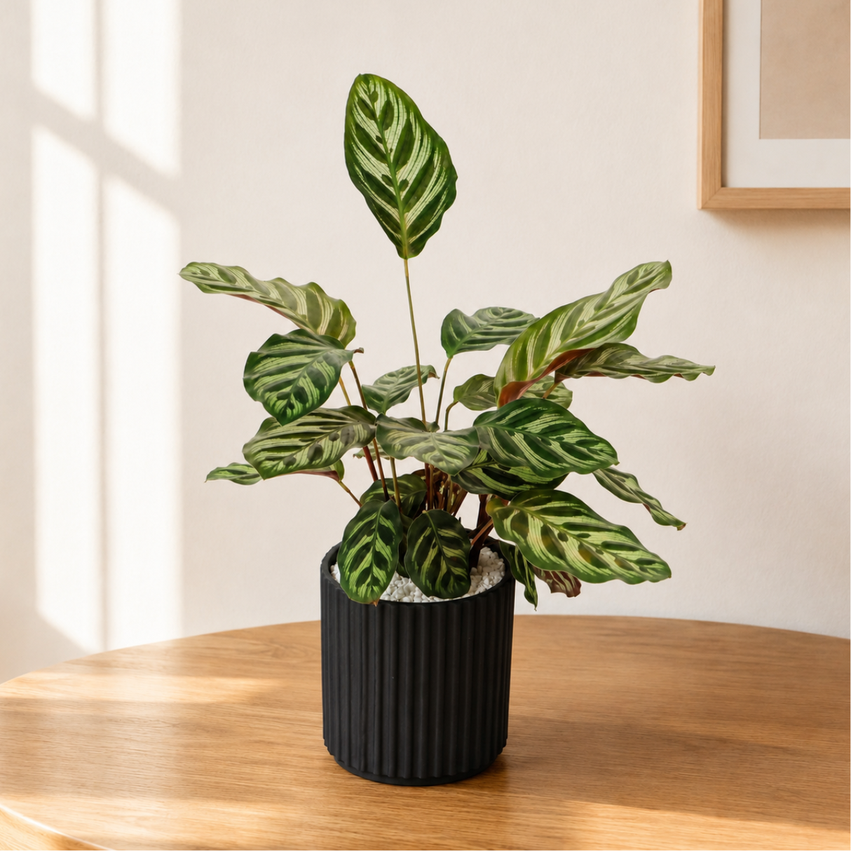 Calathea Makoyana (Peacock Plant) in Ceramic Pot