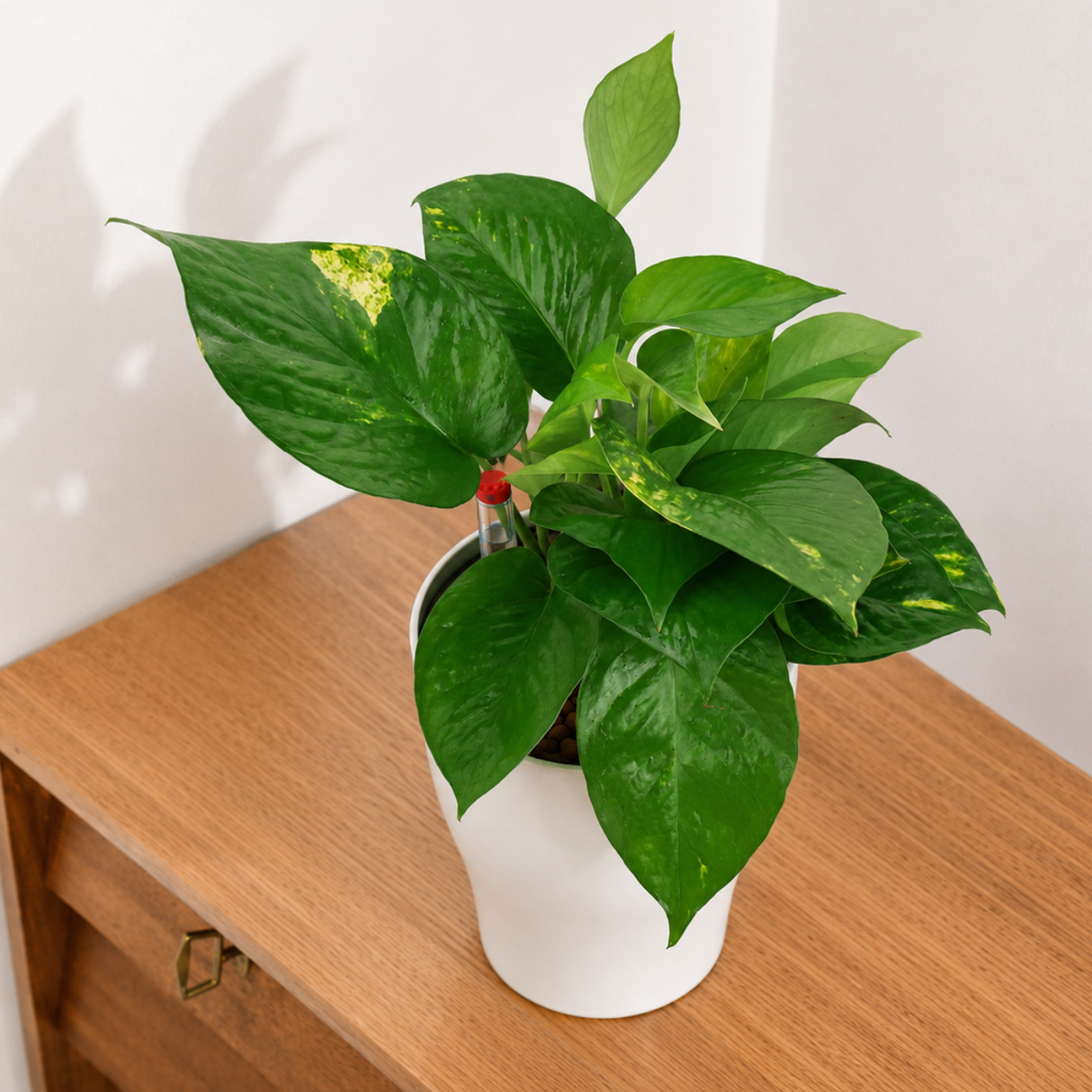 Money Plant in Self-Watering Round Pot