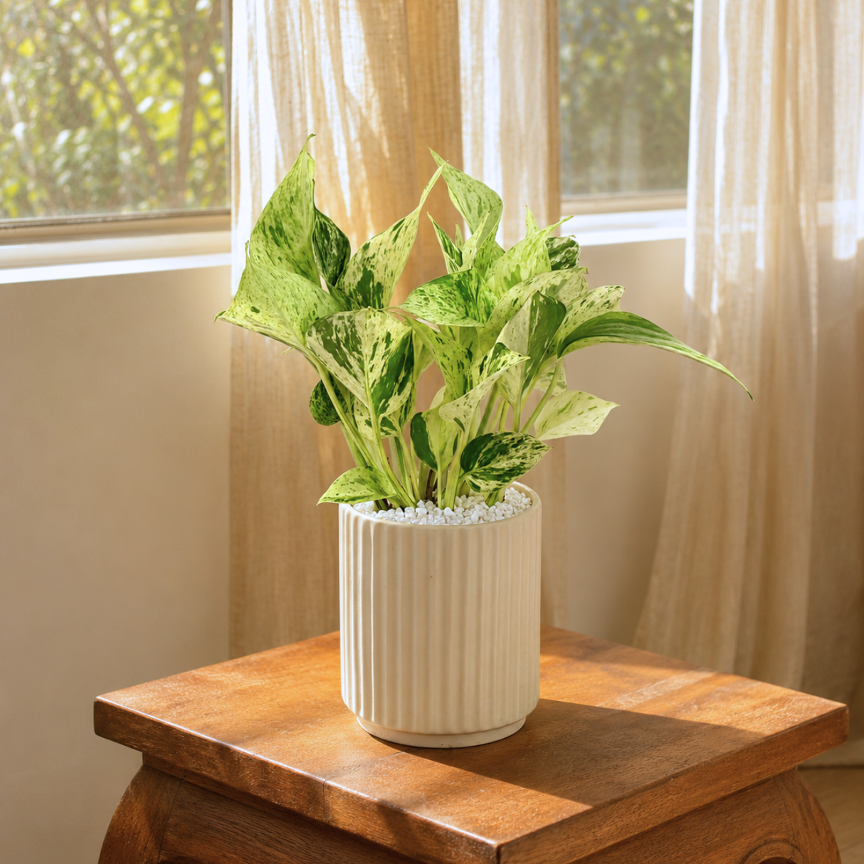Money Plant (Variegated) in Ceramic Pot (30cm)