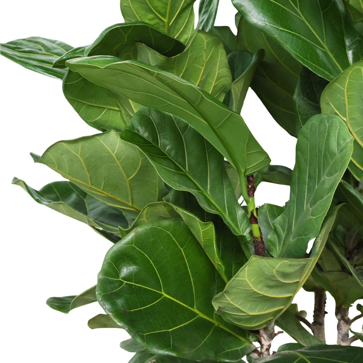 Ficus Lyrata