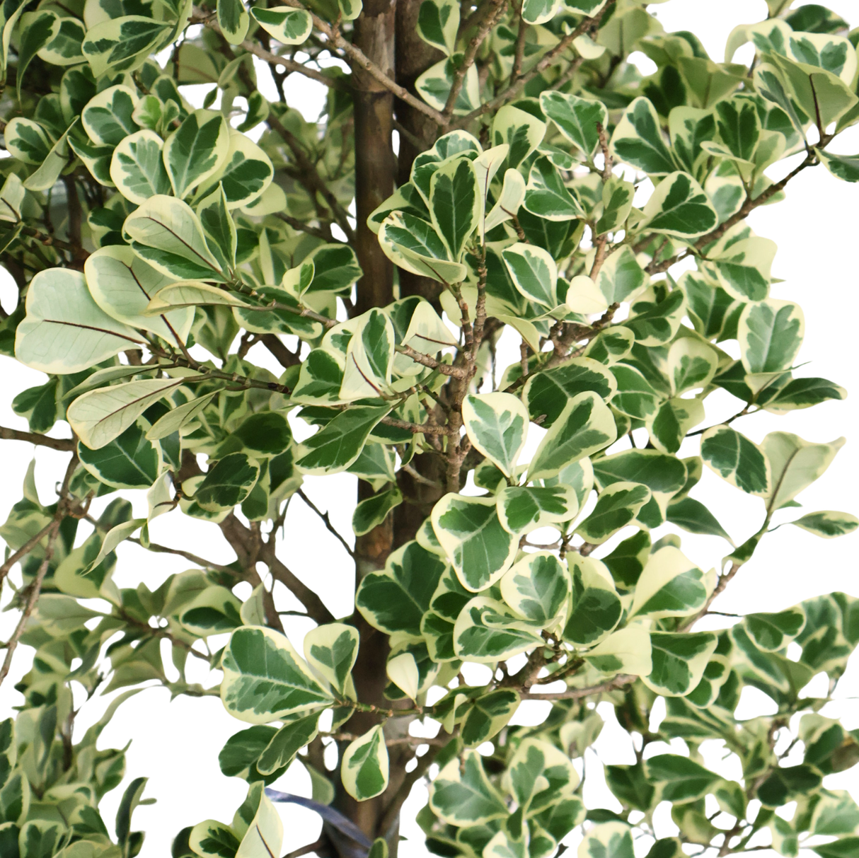 Ficus Triangularis Variegata