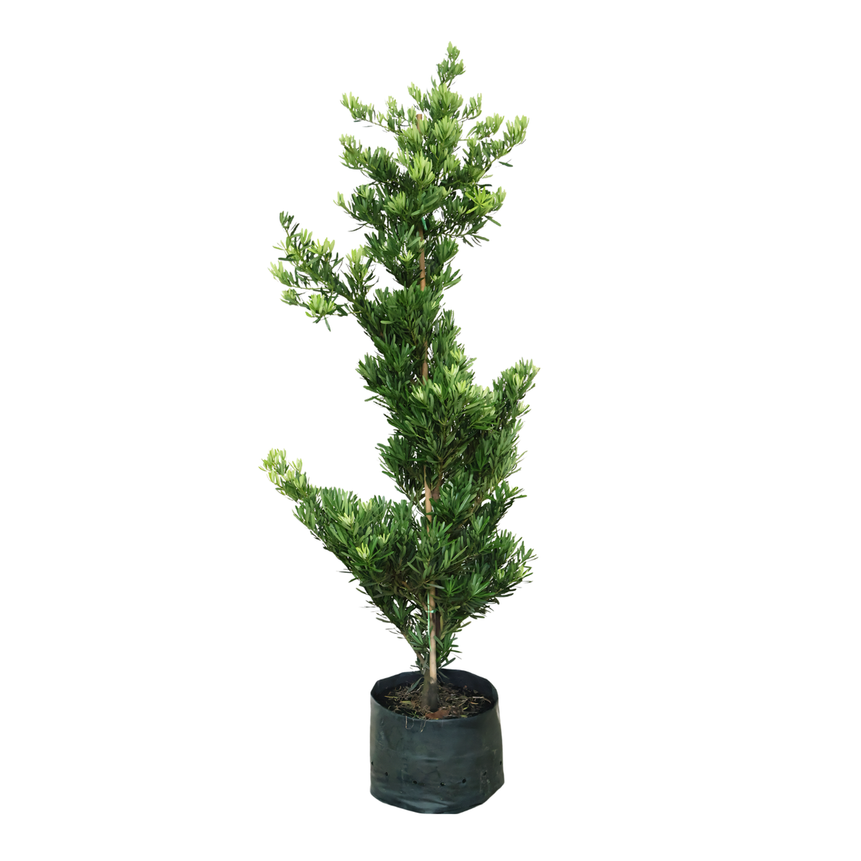 Podocarpus (150cm)