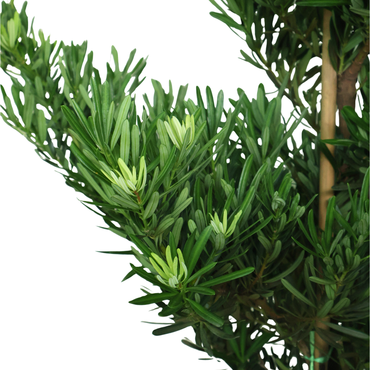 Podocarpus (150cm)