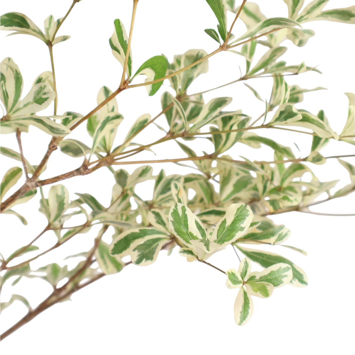 Bucida Variegated