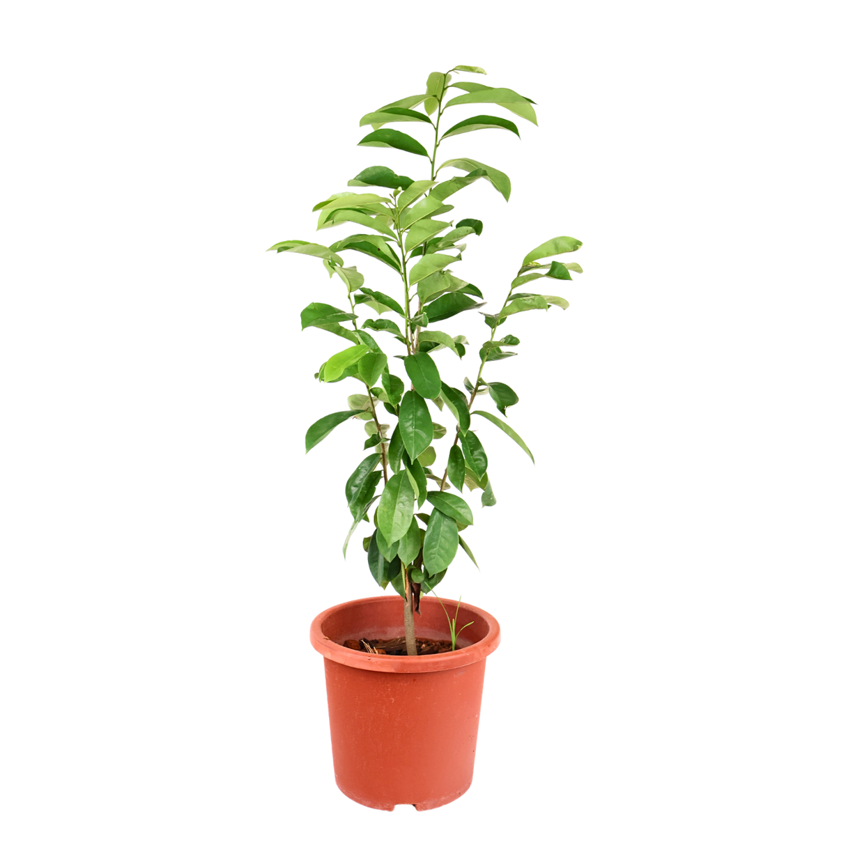 Soursop 红毛榴莲