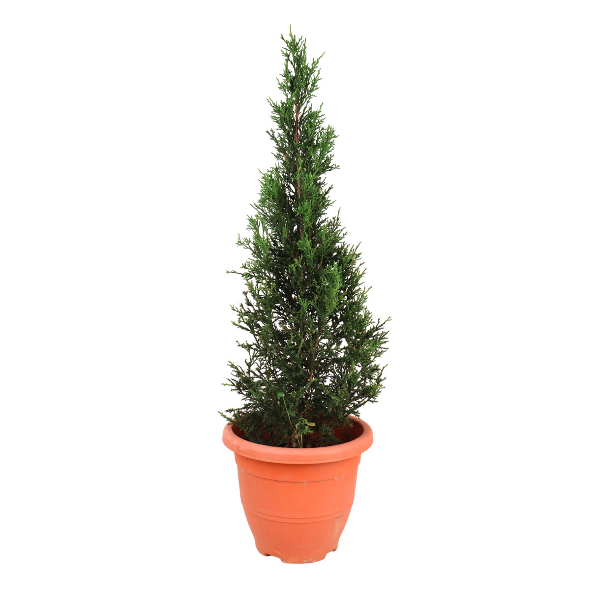 Pencil Pine