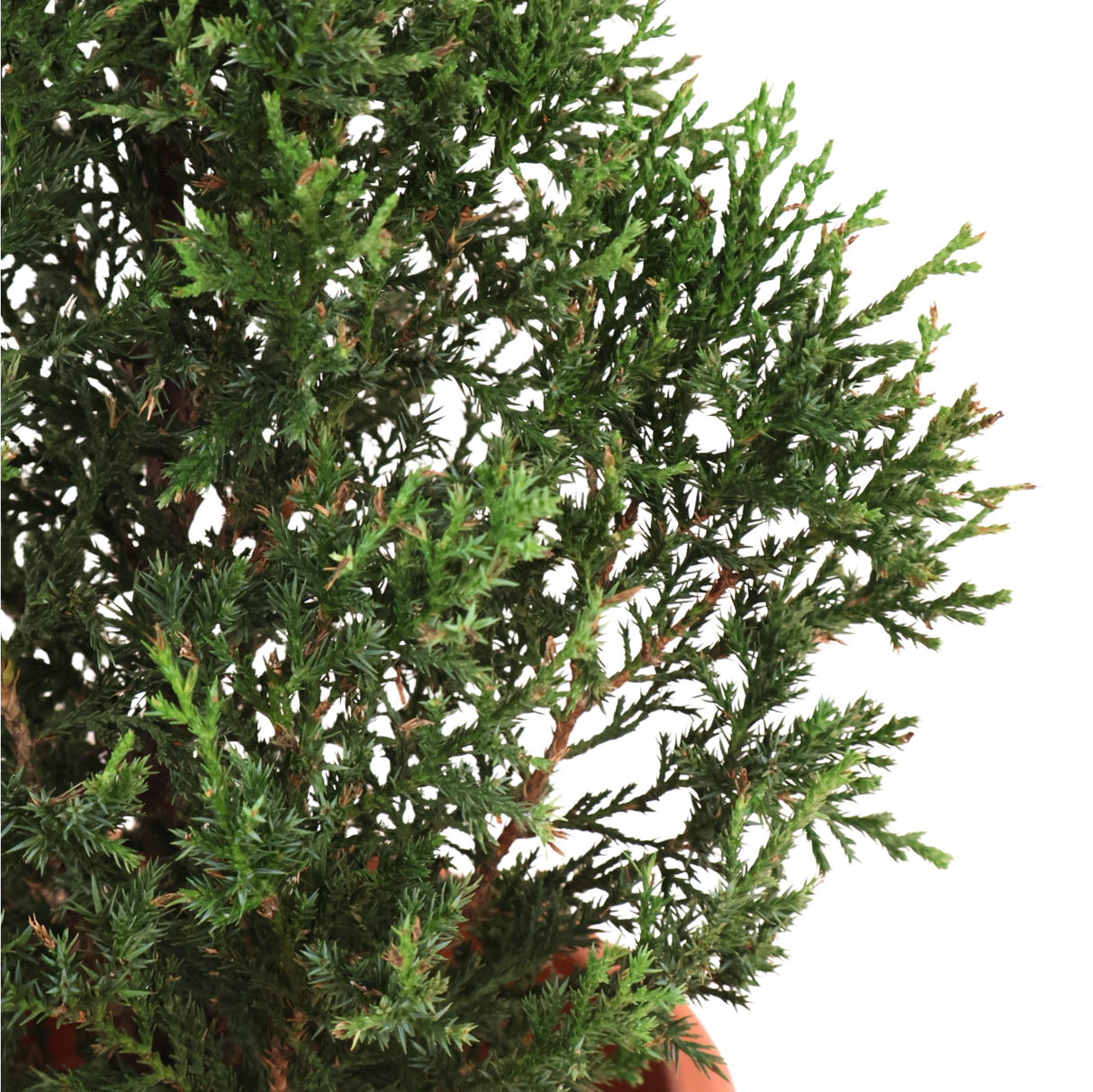 Pencil Pine
