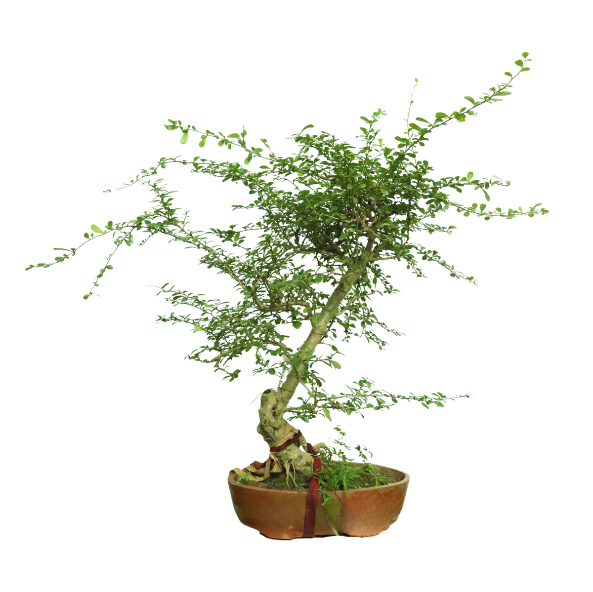 Malpighia Coccigera Bonsai (Singapore Holly)