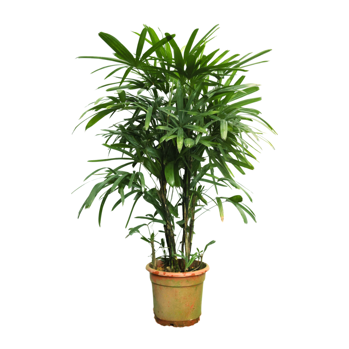 Rhapis Excelsa Palm
