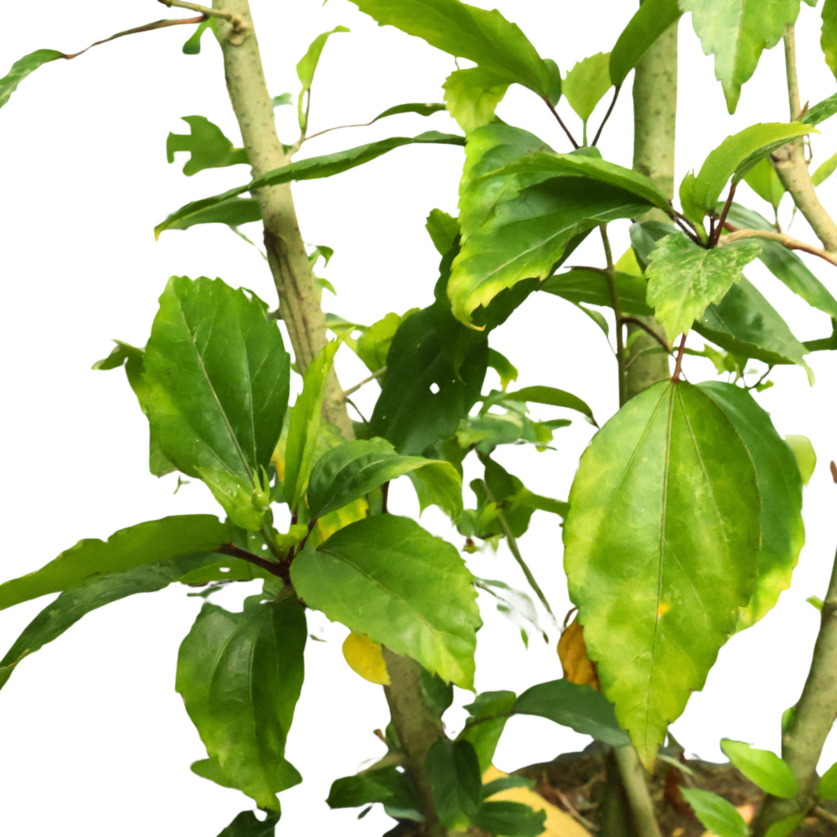 Hibiscus Variegated