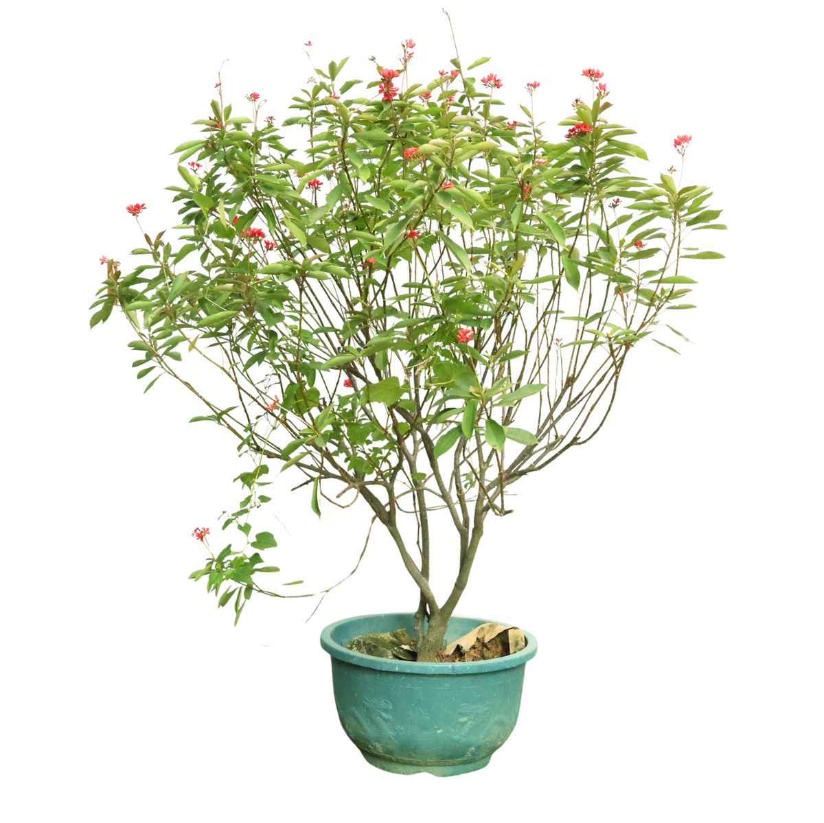 Jatropha