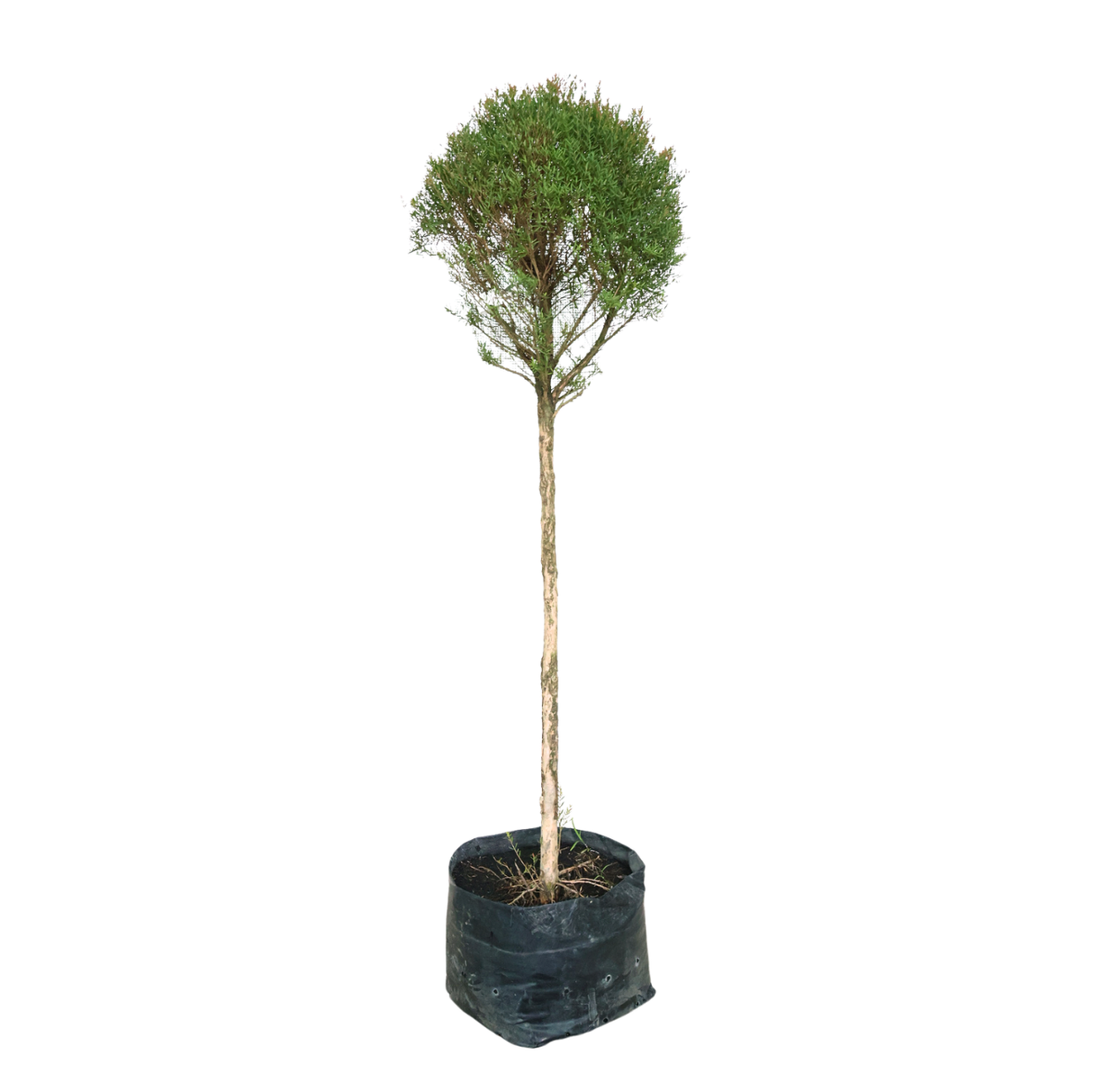 Chamaecyparis Larsoricum