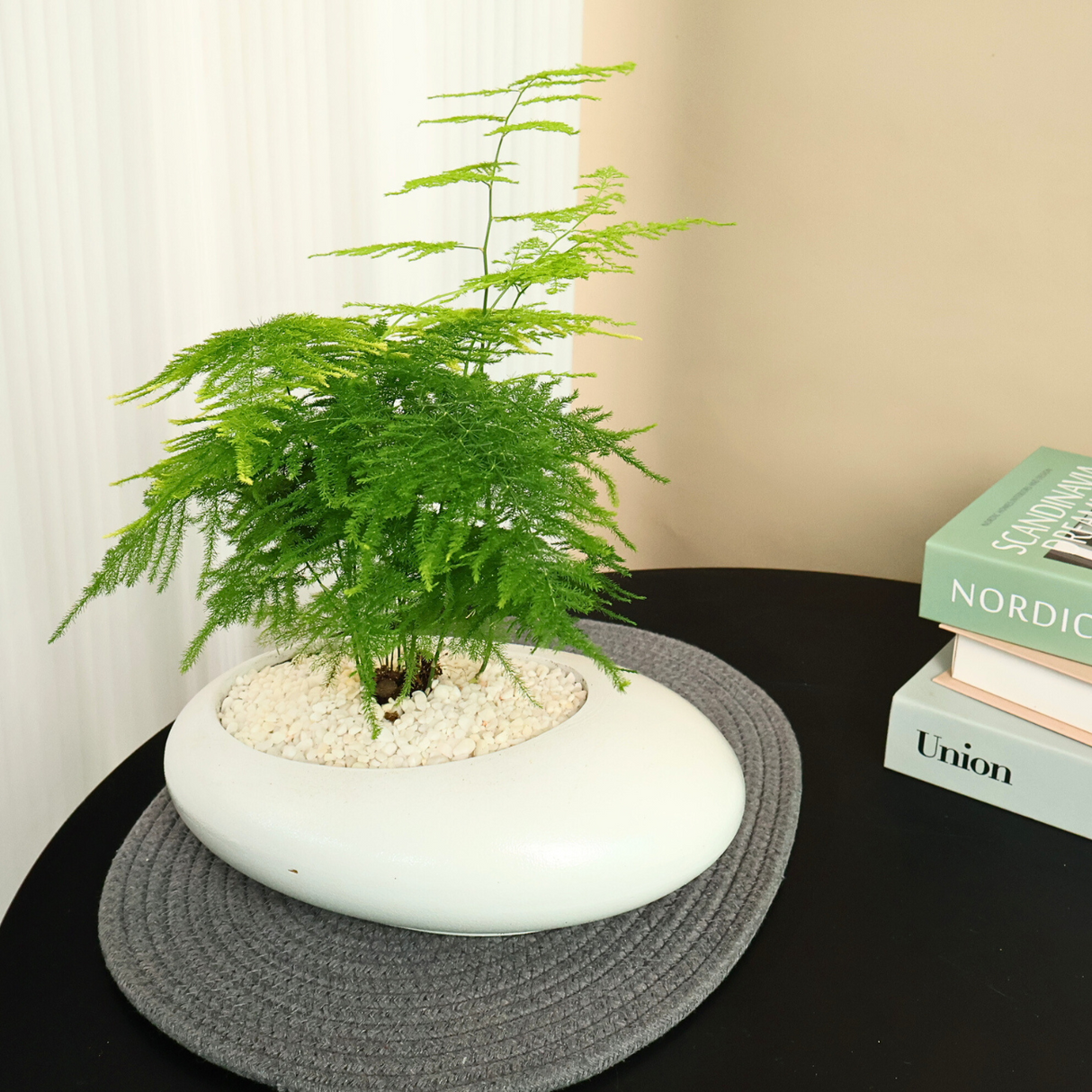 Asparagus in Ceramic Pot