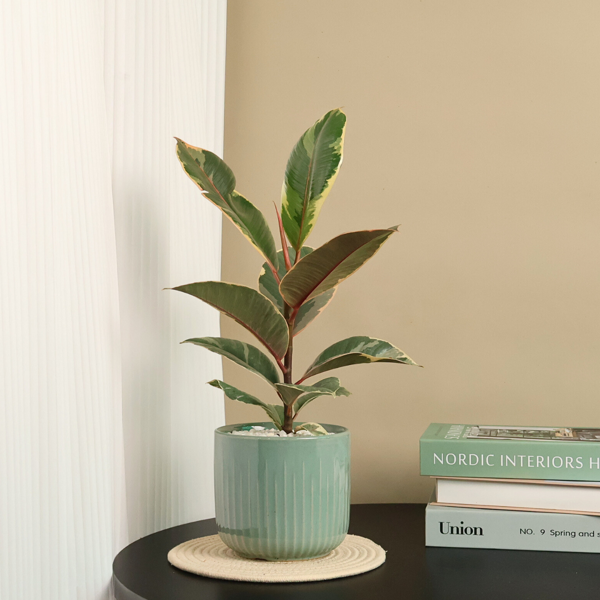 Houseplant in flowerpot with water plantains.