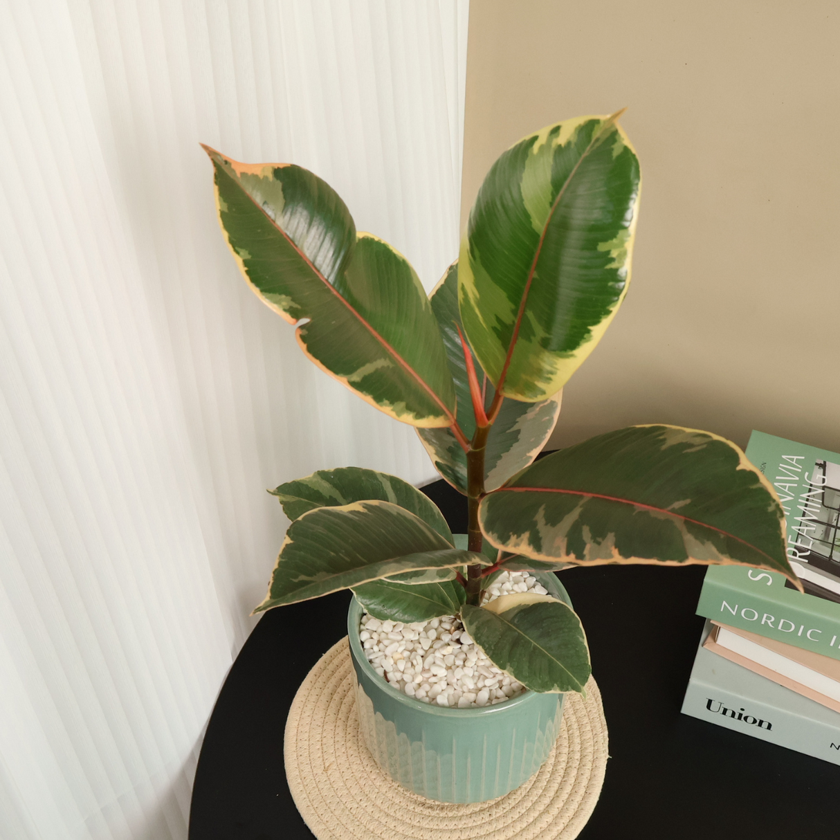 Ficus Elastica Tineke in Ceramic Pot
