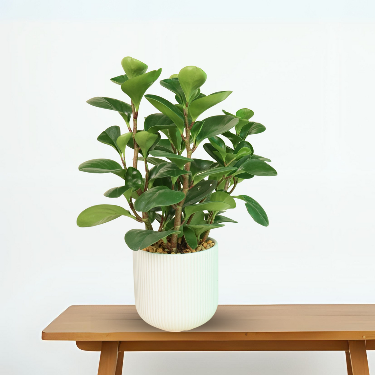 Peperomia in Ceramic Pot