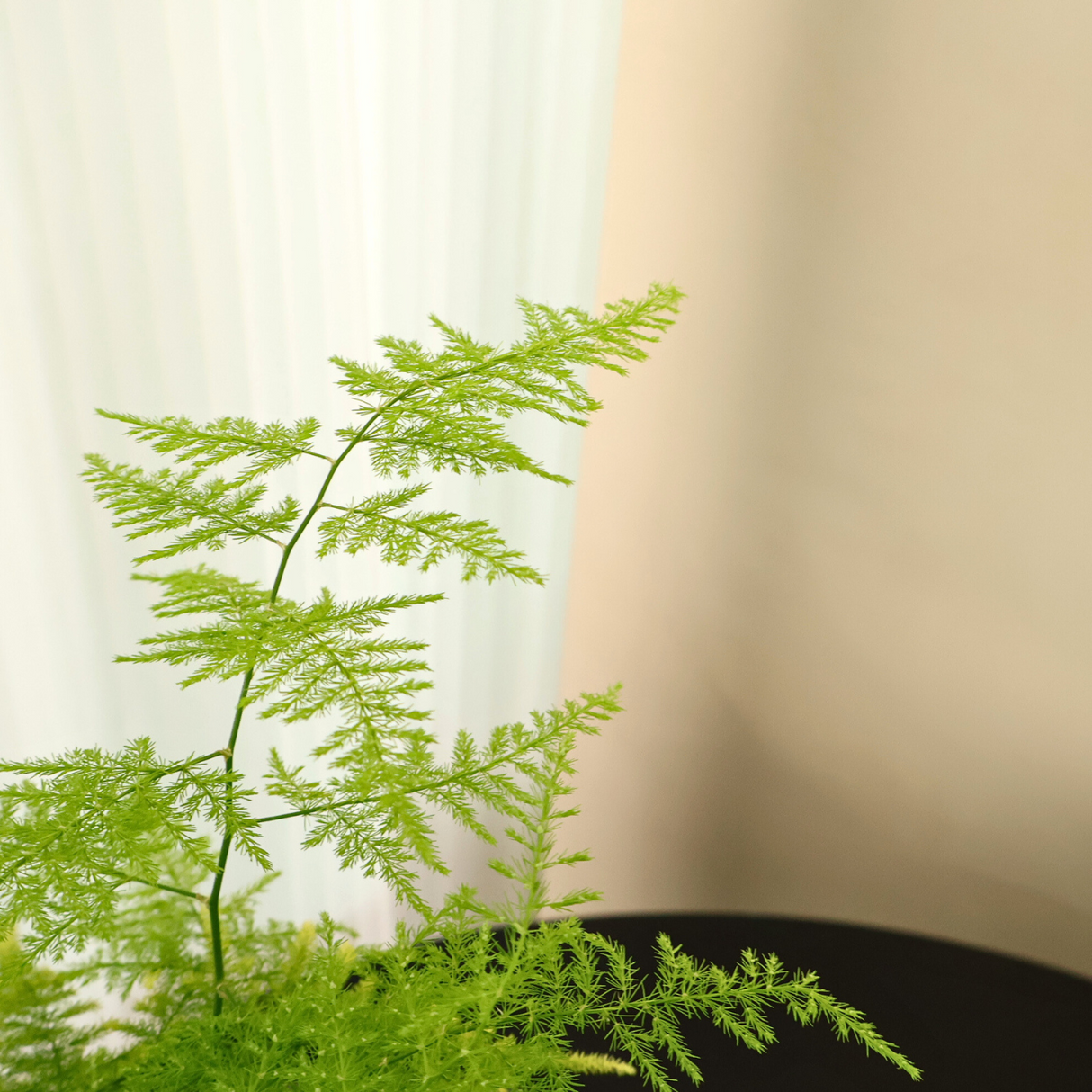 Asparagus in Ceramic Pot