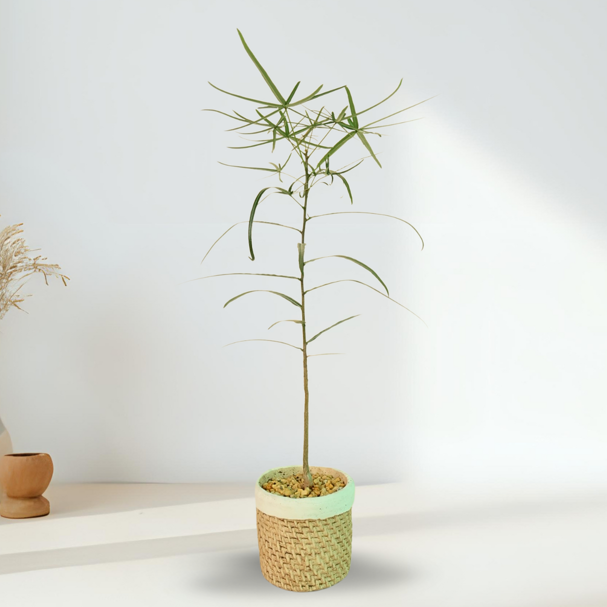 Queensland Bottle Tree Plant in Ceramic Pot