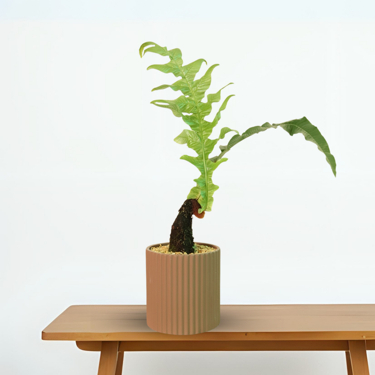 Drynaria rigidula (Basket Fern) Plant in Ceramic Pot