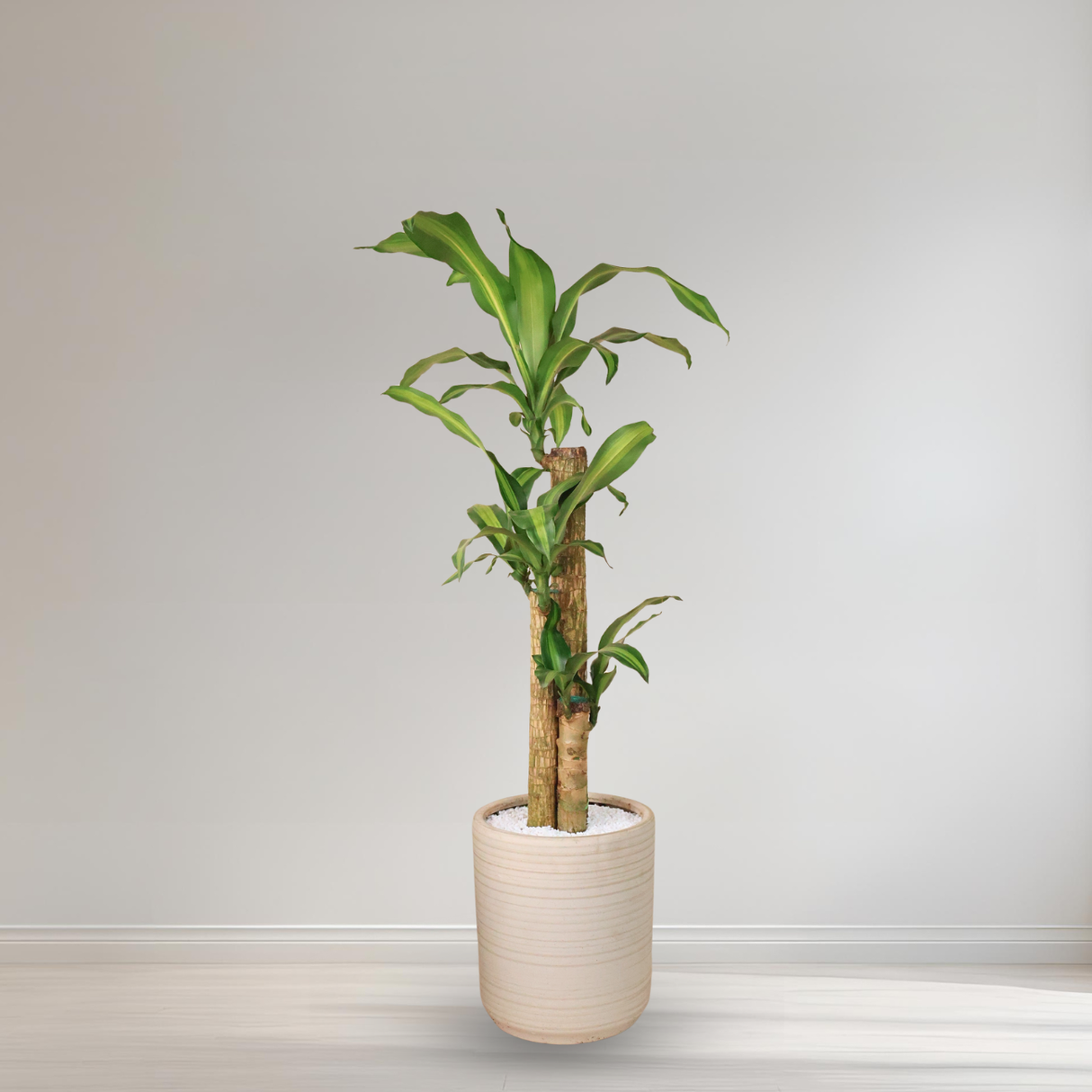 Dracaena Iron Tree in Ceramic Pot