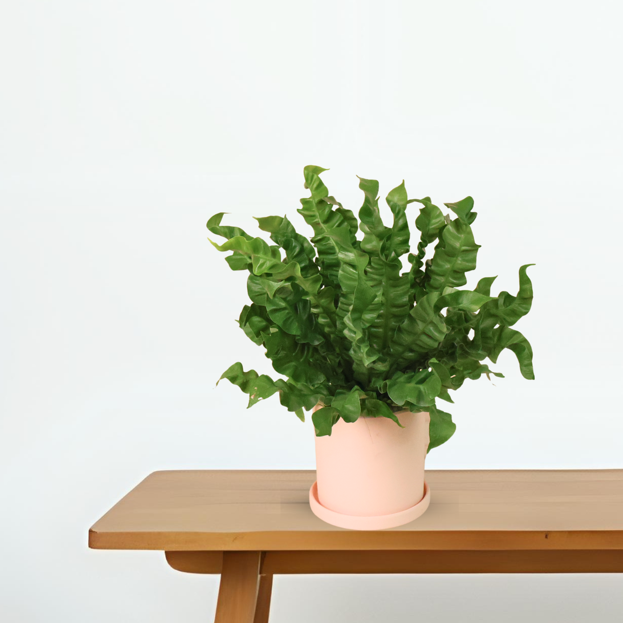 Asplenium Nidus in Ceramic Pot