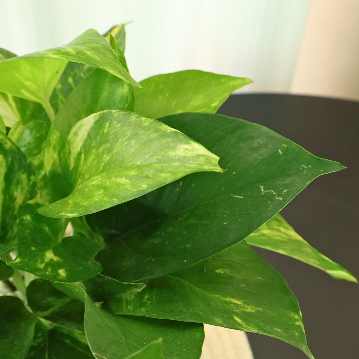 Money Plant in Ceramic Pot