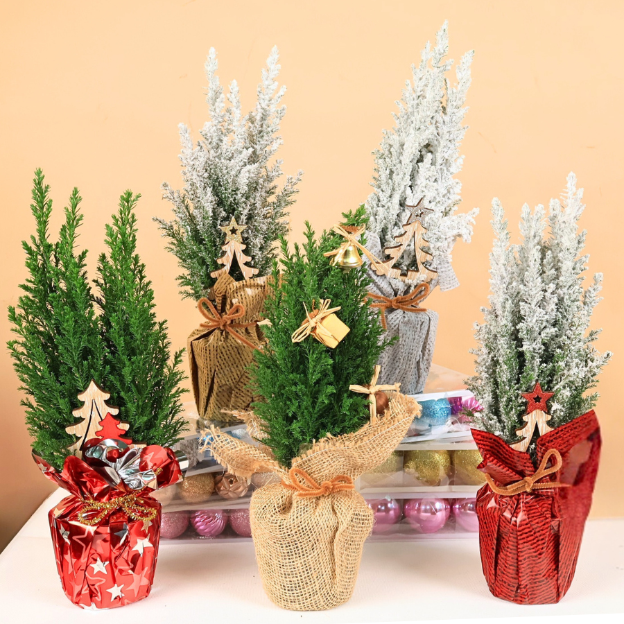 Chamaecy Ellwoodii Plant