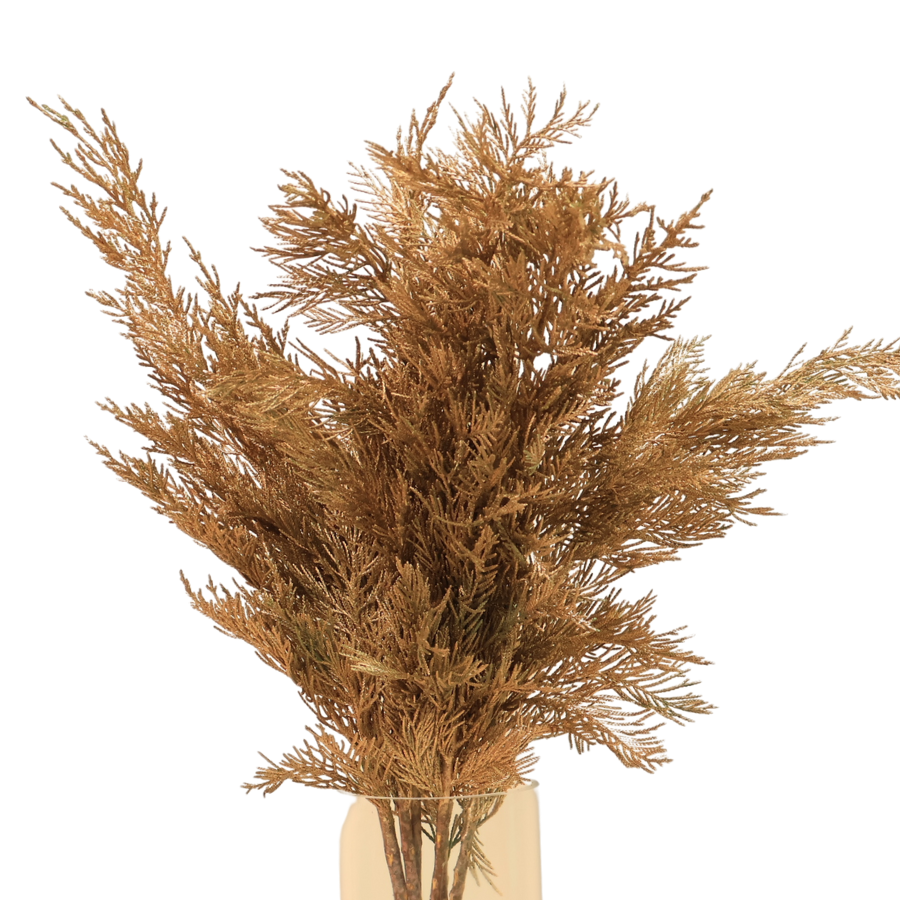 Cedar Christmas Gold (South Africa)