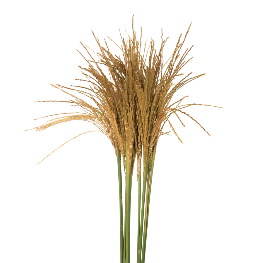 Miscanthus (Holland)