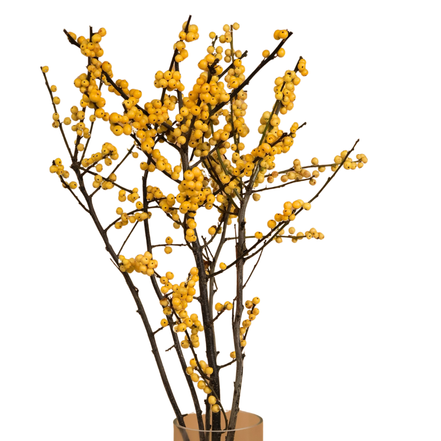 Ilex Verticillata Winterberry (Holland) - Yellow Color