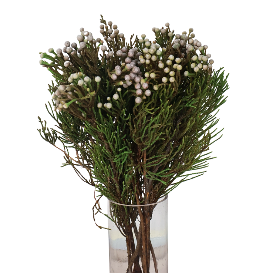 Brunia Spray (South Africa)