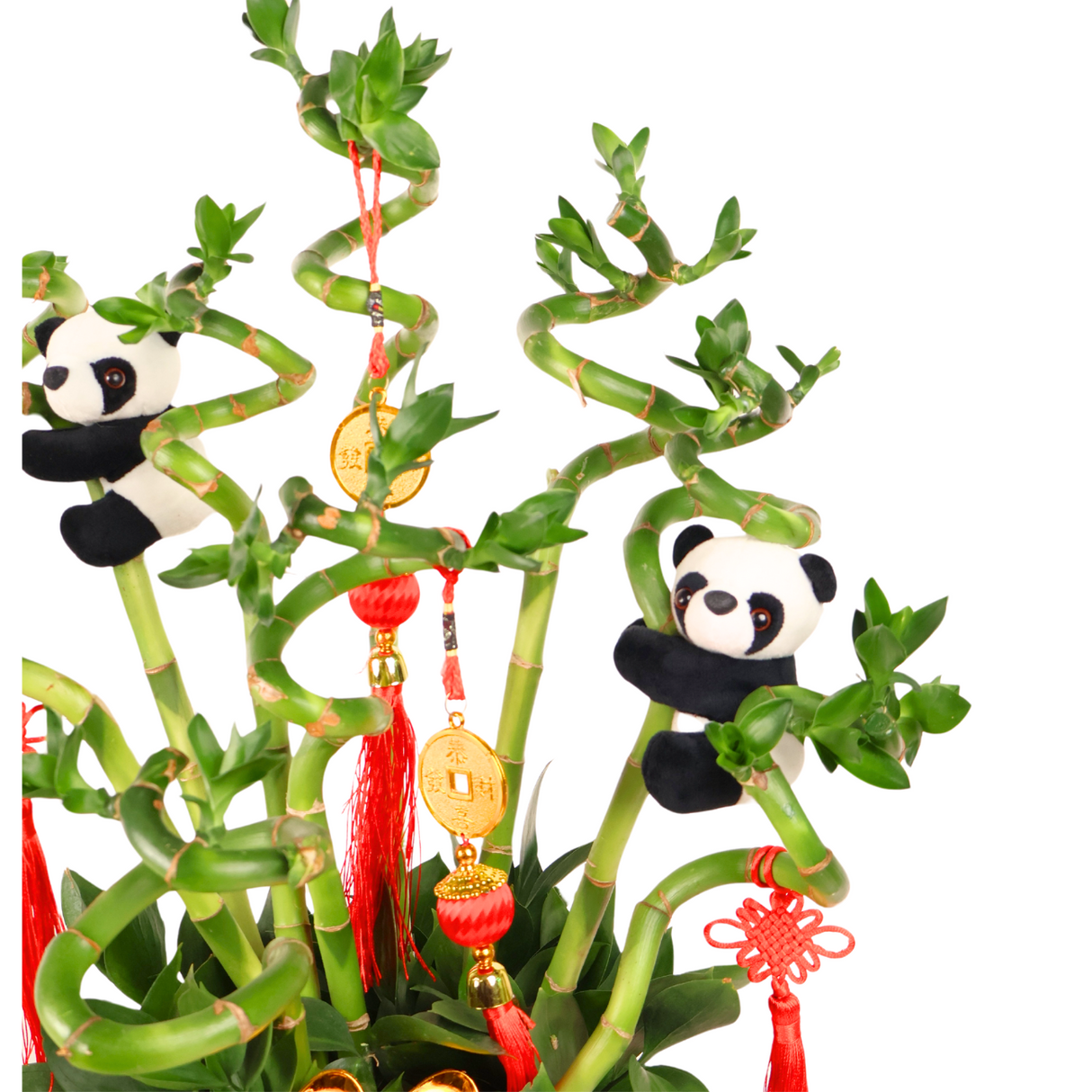 Fortune Bamboo - Lucky Bamboo