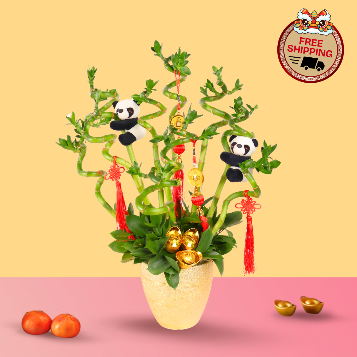 Fortune Bamboo - Lucky Bamboo