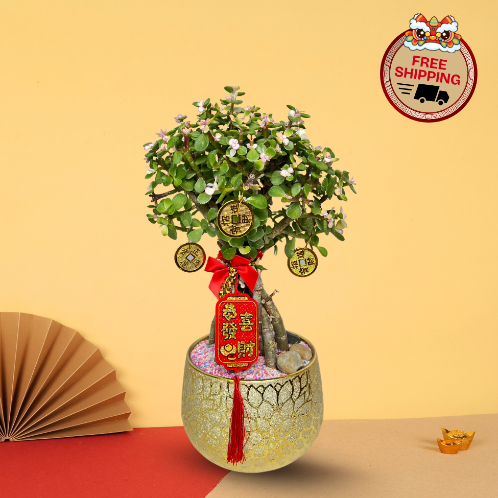 Prosperity Tradition (Jade Plant 玉树)- CNY Plant