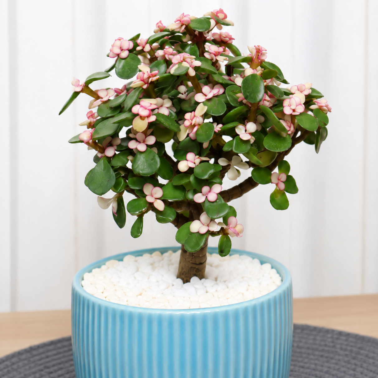 Jade Plant (Money Plant) in Ceramic Pot