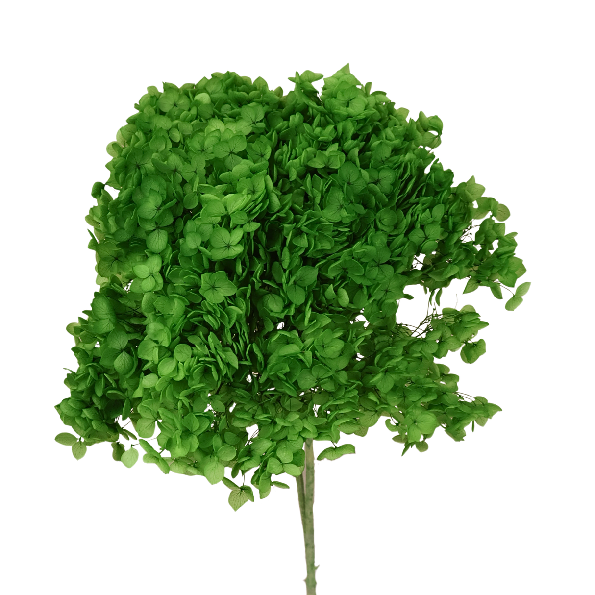 Preserved Hydrangea