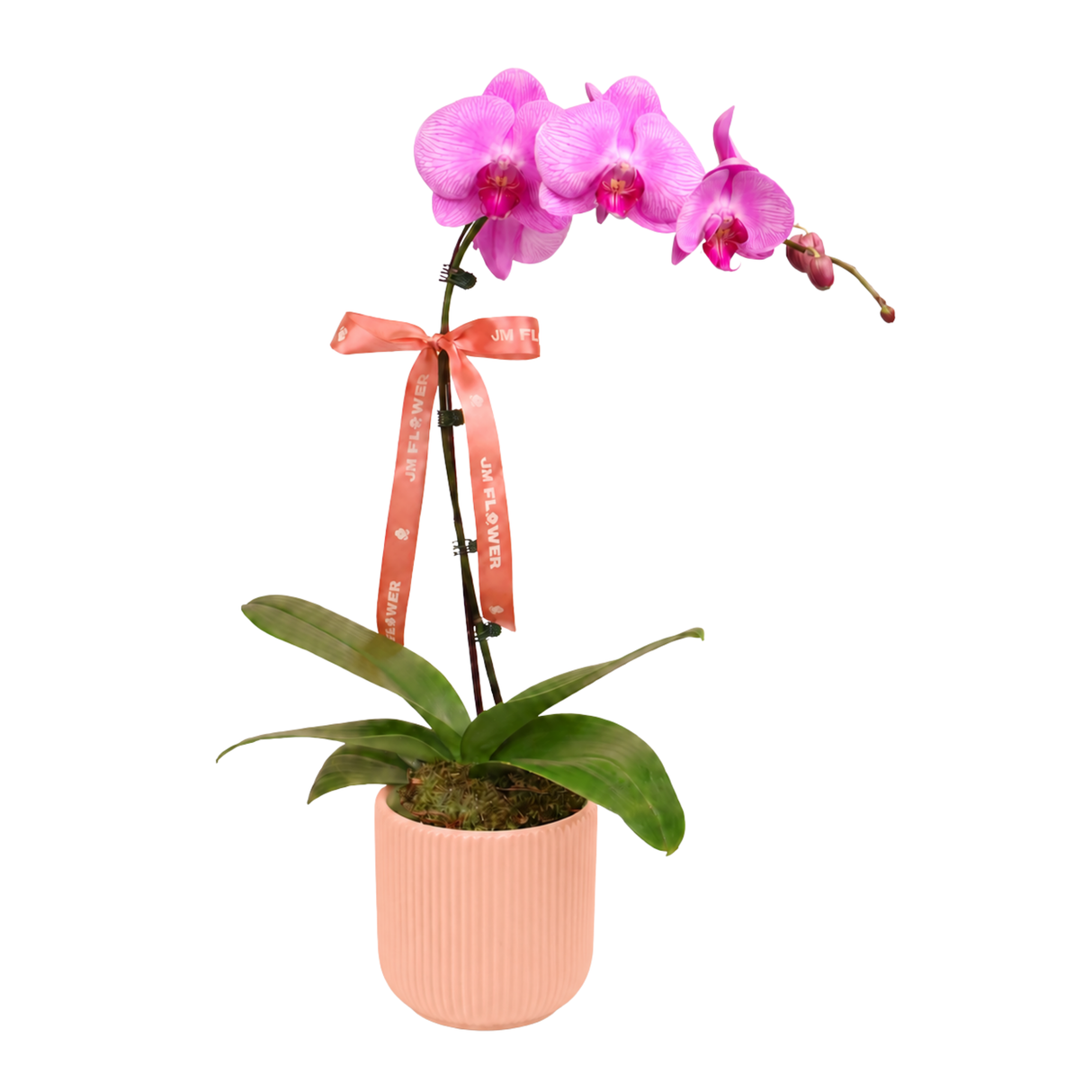 Grace Orchid (1 Single Stalk) - Orchid Phalaenopsis