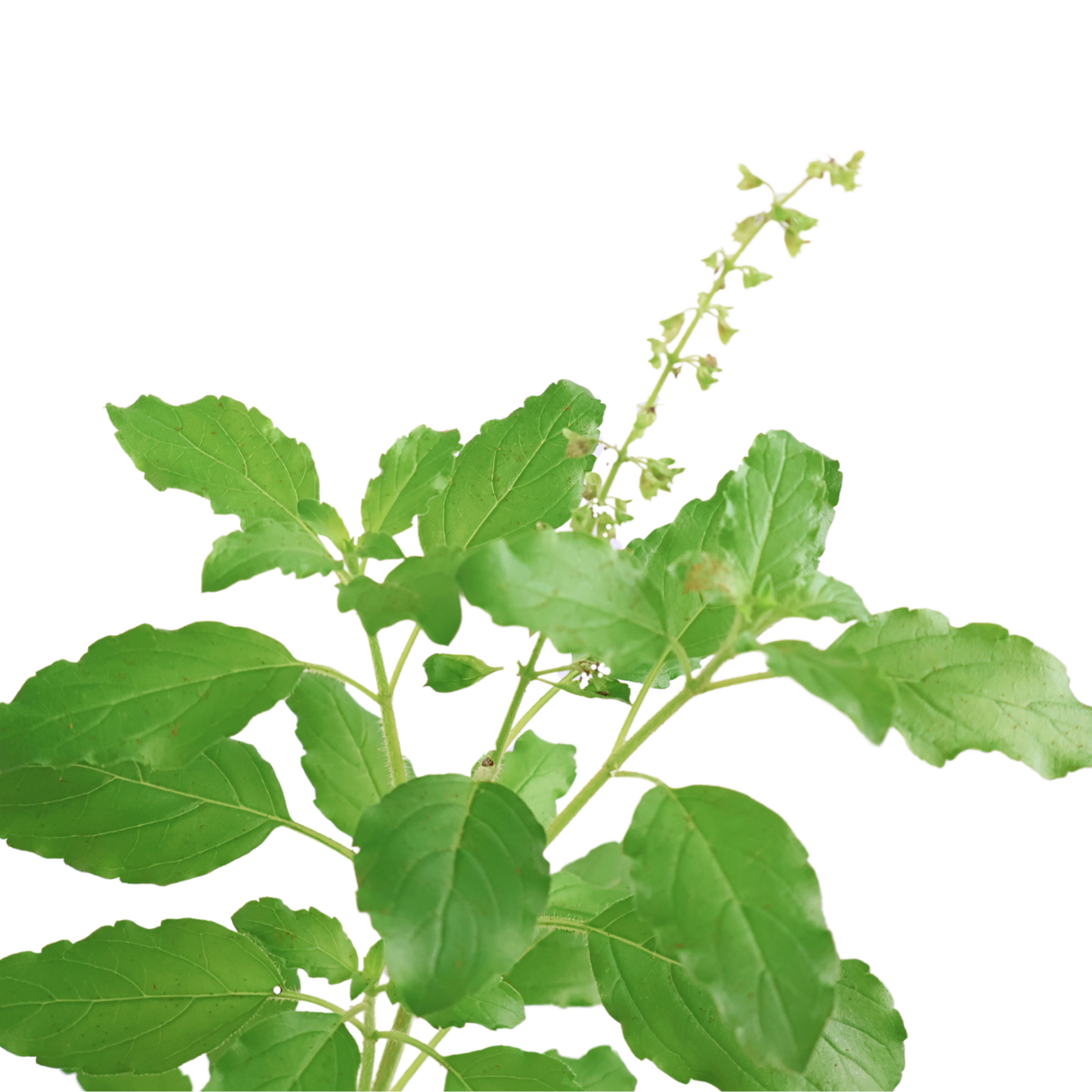 Tulsi (Holy Basil)