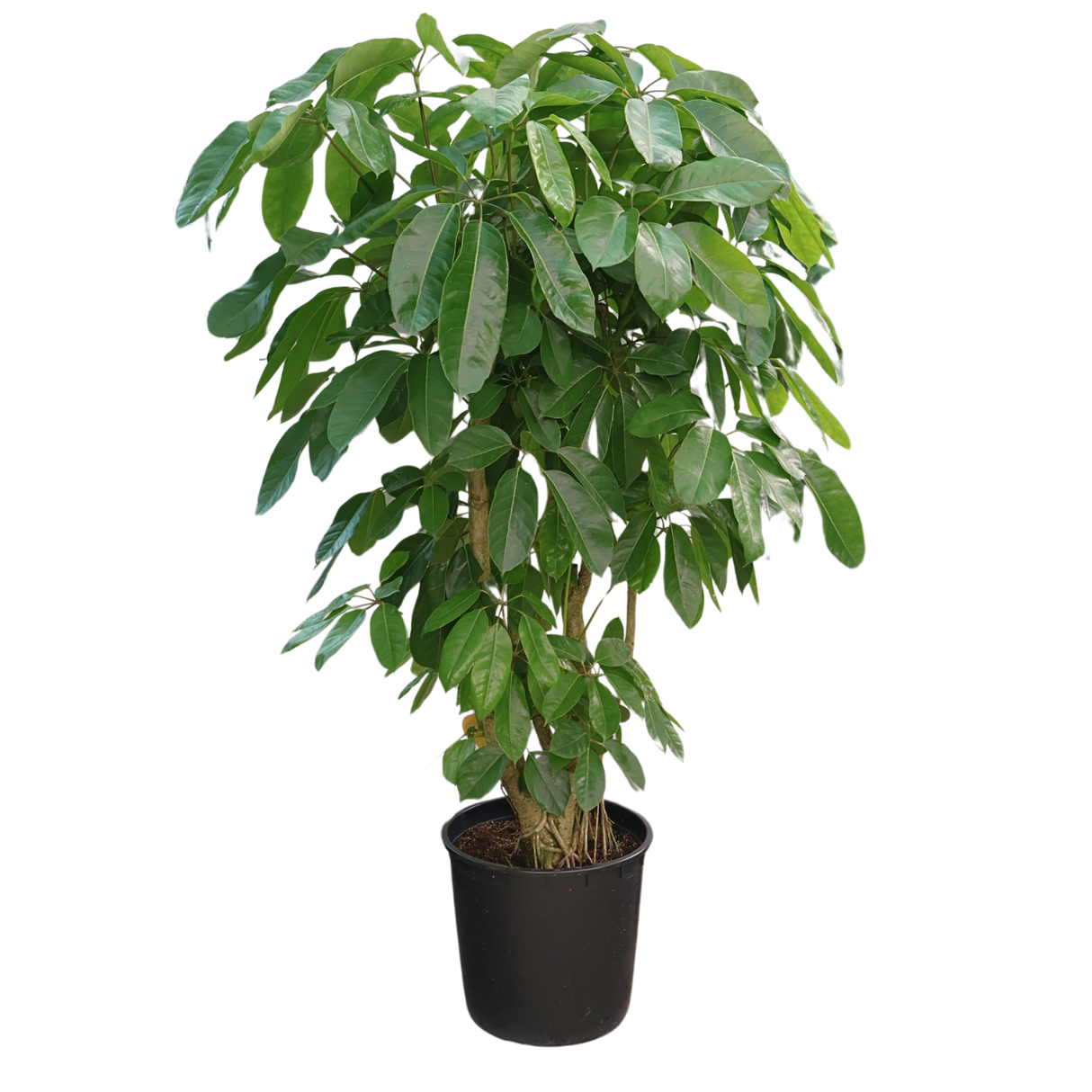 Schefflera Actinophylla (Umbrella Tree)