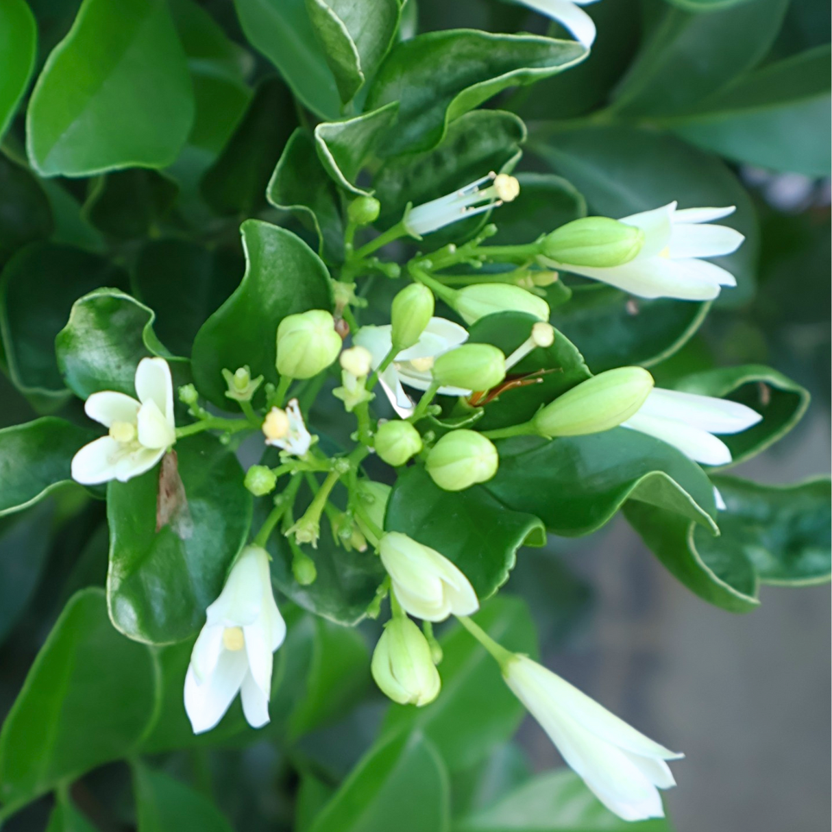 Murraya Paniculata (Orange Jasmine)