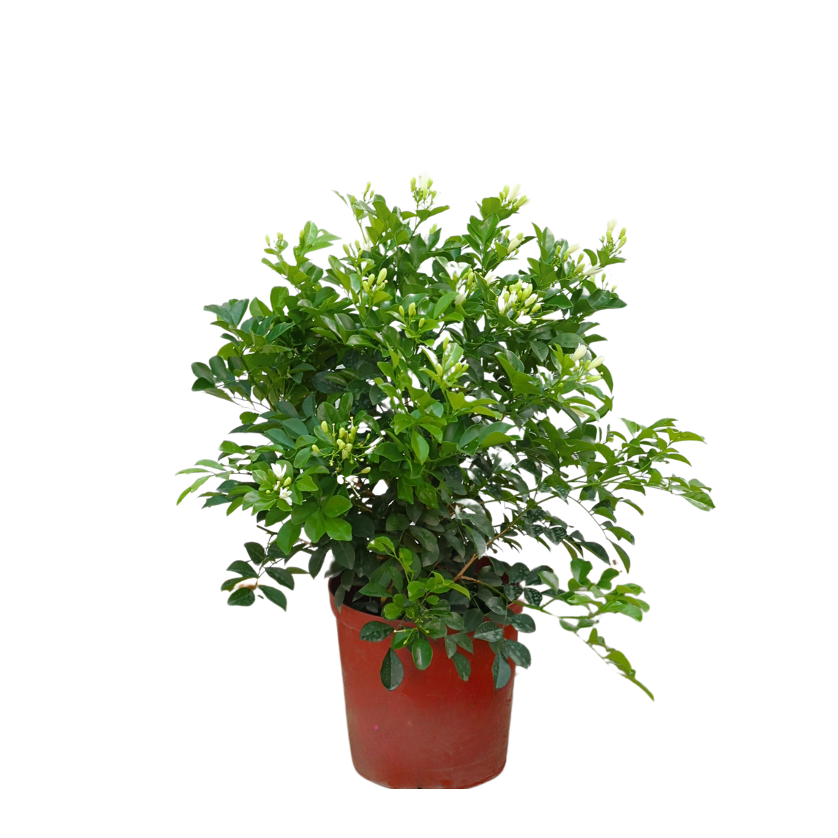 Murraya Paniculata (Orange Jasmine)