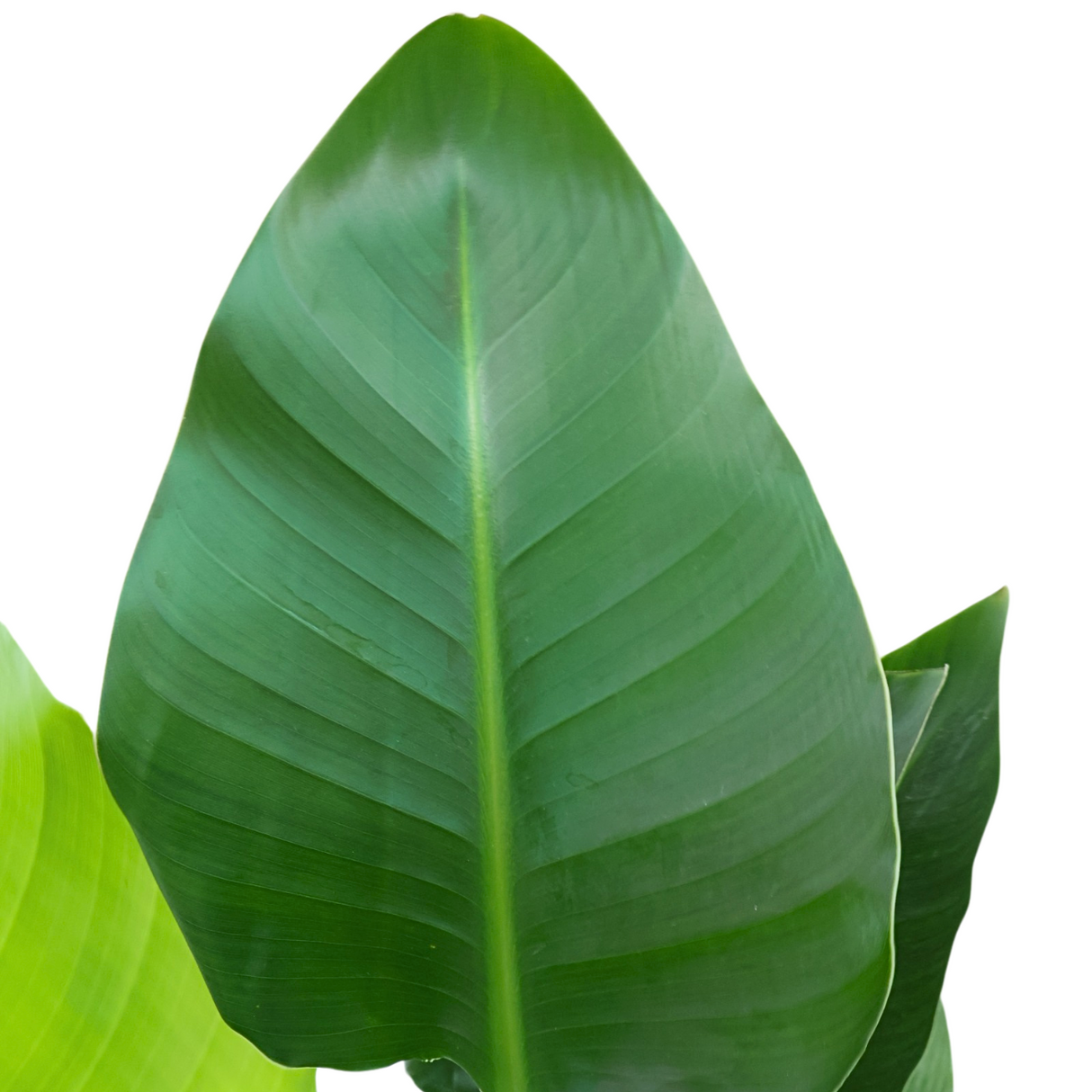 Bird of Paradise Plant in Self-Watering Pot
