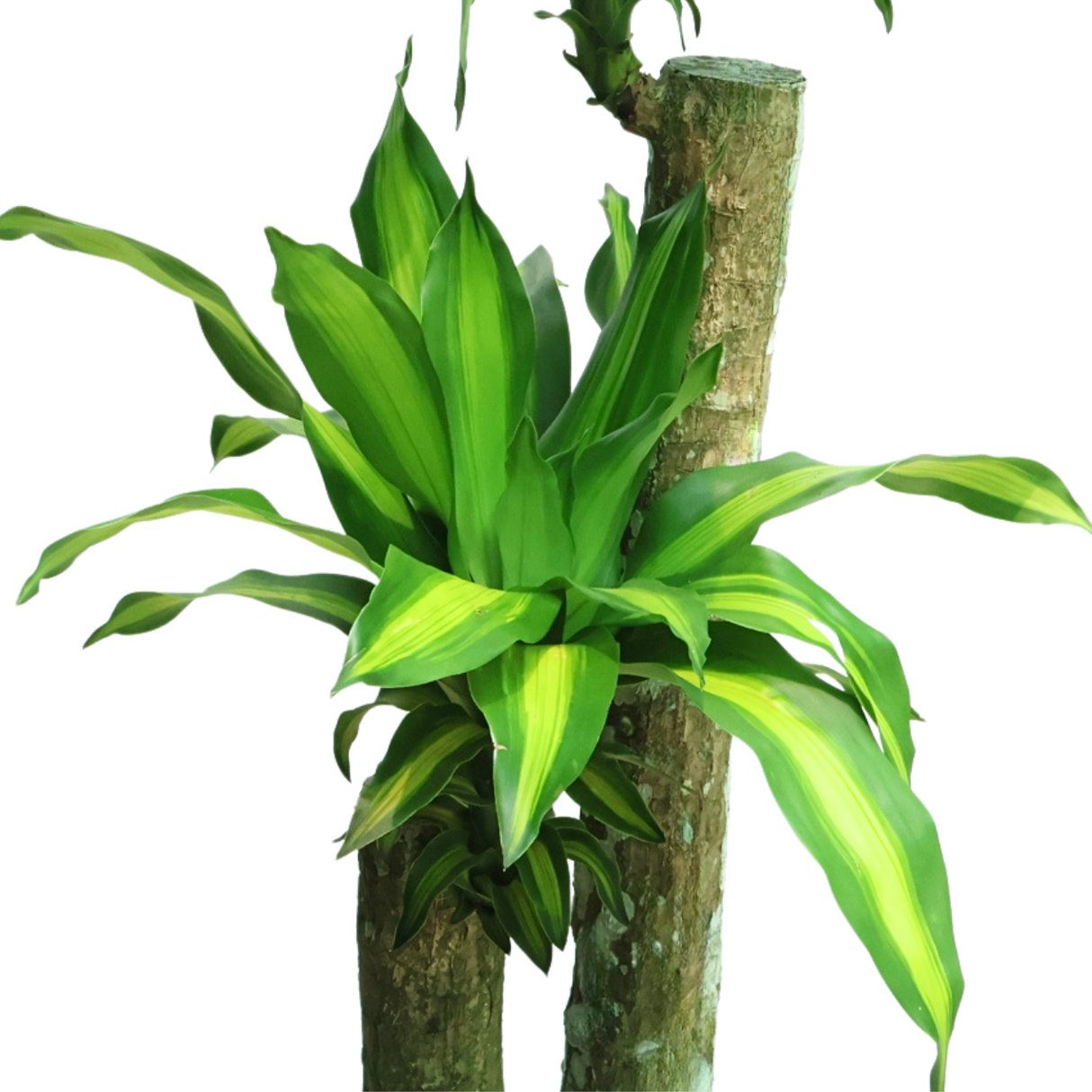 Dracaena Iron Tree in Self-Watering Pot
